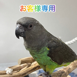 鳥のおもちゃ【kuu-ame様】
