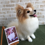 オーダー品パピヨン