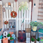 現品♡レア【高さのある斑入りパキラ】重厚感のある陶器鉢♡すてきなグリーン観葉植物♪ミルキーウェイ！希少