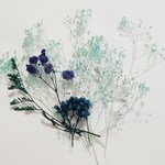 ドライフラワー、アソート(パシフィック)