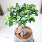 ＜ガジュマル＞現品 受皿付き
