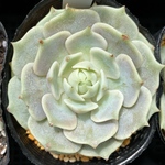 ローラ　韓国苗　多肉植物