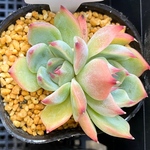 チワワエンシス双頭　多肉植物