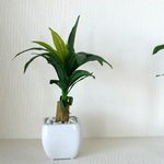 ドラセナポット　　フェイクグリーン観葉植物！　光触媒加工付き！