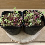 多肉植物　ポーチュラカ　ピンキー　2ポットset