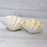 【2個セット】天然シャコガイ