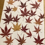 もみじ　押し葉　ドライフラワー　紅葉