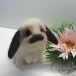 見つめるうさちゃん(ホーランドロップ)