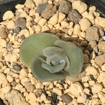 【ラブリーローズ　エケベリア】♡多肉植物♡