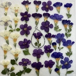 ☆押し花素材522 ナチュラルバコパ３色セット☆