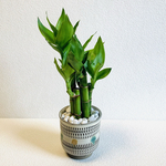 ハイドロカルチャー　ミリオンバンブー　小鹿田焼　飛びかんな　陶器　観葉植物　縁起が良い植物