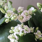 豪華♡八重咲き♡カランコエ♡クィーンローズパリ♡多肉植物♡