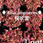 ✳️復活出品‼️ギシギシ 桜吹雪 Anacampseros ①pot✳️