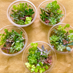 多肉植物カット苗（小）お得なセット（送料無料）