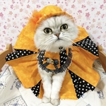 9月28日21時販売　宝塚にゃんこシリーズオレンジ