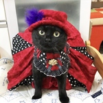 9月28日21時販売　宝塚にゃんこシリーズレッド