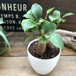ガジュマル白鉢♡3.5号　精霊が宿る♡観葉植物♡