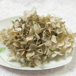 新色　ピラミッド紫陽花　あじさい　アジサイ　プリザーブド　シャンパンゴールド