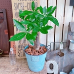 現品♡【パキラ】育てやすい人気の観葉植物♡ナチュラルグリーン！アンティーク水色系ブリキ鉢♪