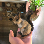 エゾリス♡