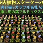 ✳️多肉植物スターター SET❗️多肉10種+名札10枚+葉挿し用の葉30枚✳️