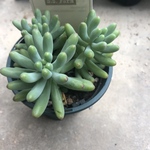 多肉植物 乙女心 抜き苗