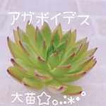 送料無料♡♡《6》多肉植物 エケベリア 韓国苗 アガボイデス 大苗♡♡