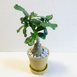mayumi3817様　専用　アデニウム　多肉植物　鉢植え　素焼き陶器　観葉植物