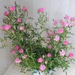四季咲き♡ほほえみ♡ミニバラ♡極小輪バラ♡4号鉢♡