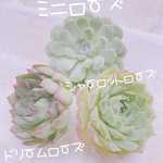 送料無料♡♡多肉植物 エケベリア 韓国苗 シャーロットローズ ドリームローズ ミニローズ♡♡