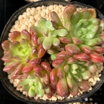 ピンクルルビー　韓国苗　多肉植物