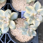 ティテュバンス錦3頭　多肉植物