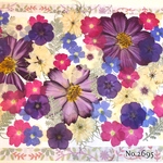 ♡new♡  ♡可愛い押し花セット♡ ♡たくさん入って使いやすい押し花セット♡