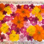 ♡new♡  ♡可愛い押し花セット♡ ♡たくさん入って使いやすい押し花セット♡