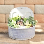 シンプルな箱庭寄せ🏡♢淡﻿ラベンダー【多肉植物の寄せ植え】