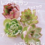 送料無料♡♡ 《5》多肉植物 エケベリア 韓国苗 レッドモランのセット♡♡