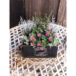 【再販＊T様オーダー品】ティロワールプランター　お花の引き出し 寄せ植え③