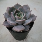 多肉植物❤リラボイデス❤抜き苗