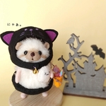 販売日時を変更してます！10/10(日)0時ぐらい～2021ハリネズミのハロウィン🎃くろねこ(パープル)