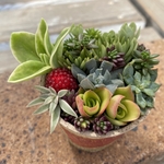 1点限り！多肉寄植え