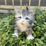 Yuikon☆ 羊毛フェルト　もふもふ　子猫　ハンドメイド  一点もの　サバトラ　タービー　ネコ　マンチカン
