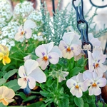 ✾ᵗʱᵃᵑᵏᵧₒᵤ販売×1✾ビオラ 𝙽𝚘,𝟺𝟾 15粒