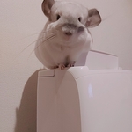 chelxchel様専用ページ