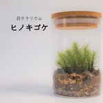 苔テラリウム　ヒノキゴケ
