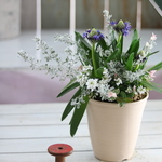 青い星形の花ペルビアナの寄せ植え（ギャザリング）