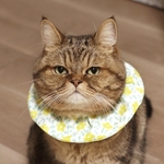 花柄のシュシュ首輪  レモン