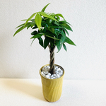 ayasachi41様　専用　ハイドロカルチャー　パキラ　編み込み　小石原焼　陶器　観葉植物