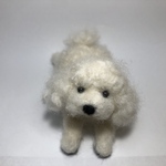 ふせプードル