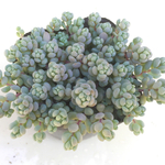 パープルヘイズ☆セダム☆多肉植物