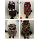 再入荷！チェック柄クリスマスシュシュ、猫ちゃんの首輪